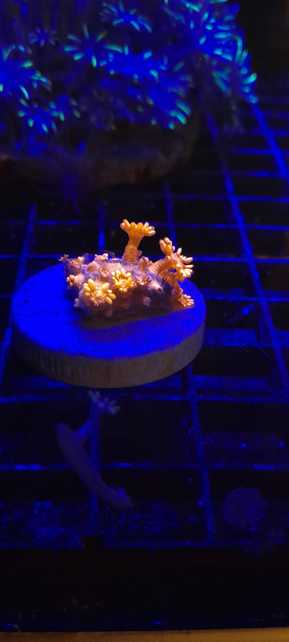 GONIOPORA SPP. RED ULTRA