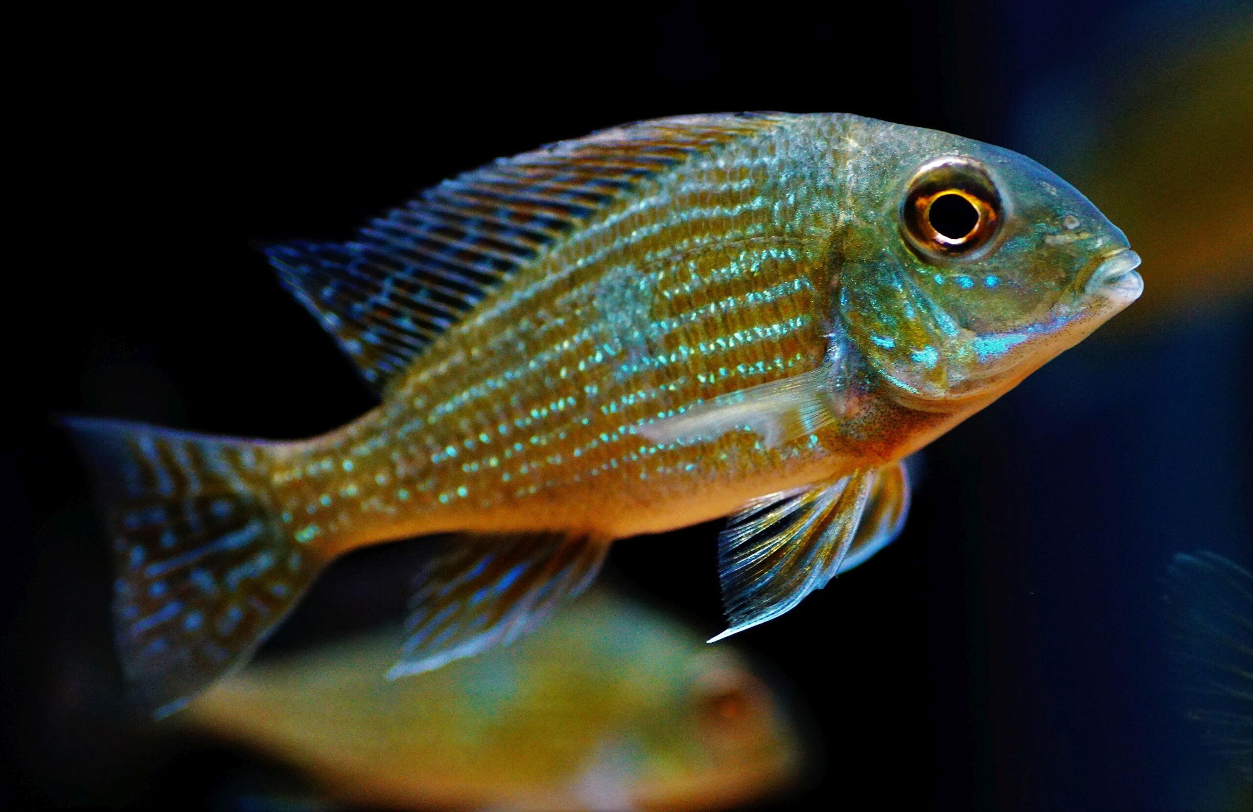 GEOPHAGUS PINDARE