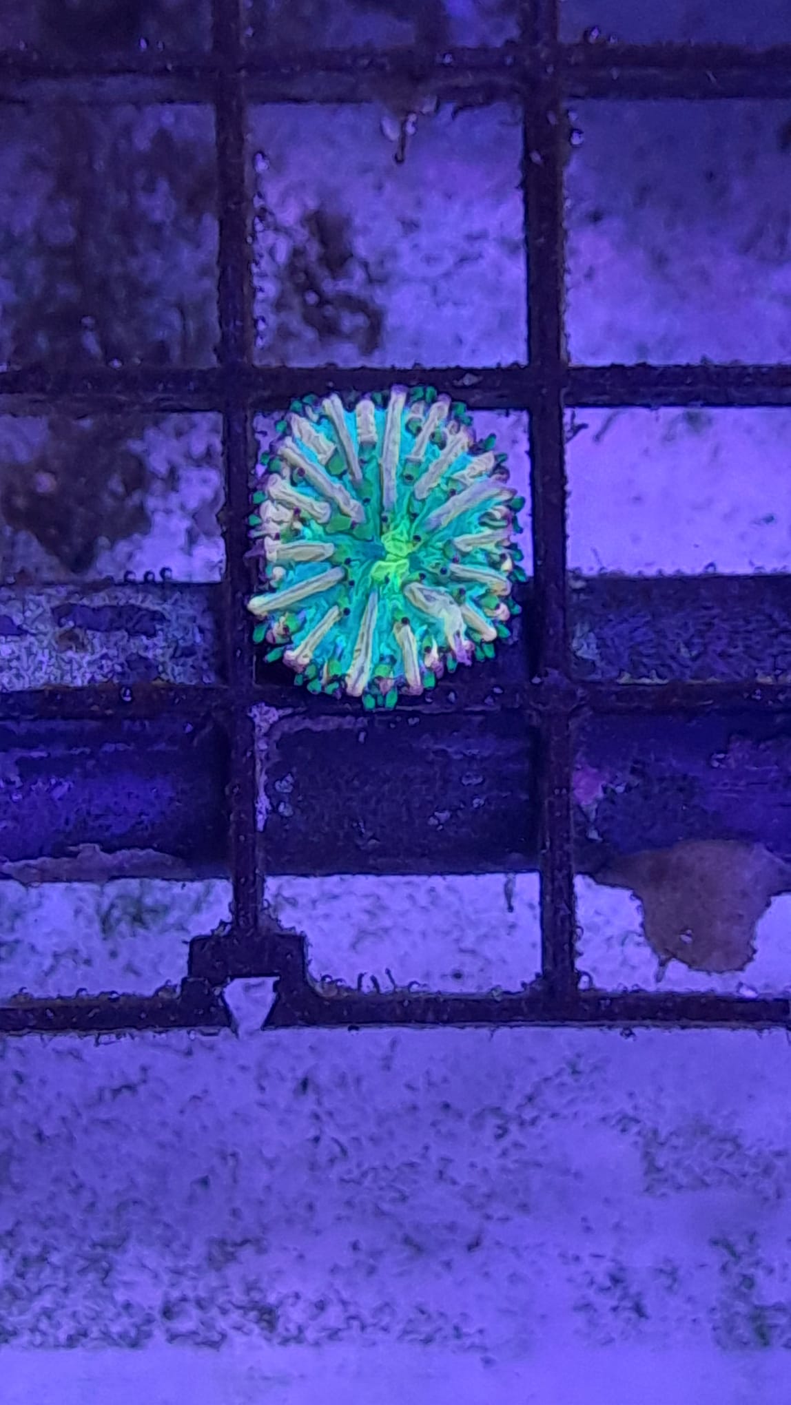 HELIOGUNGIA FRALINAE ULTRA