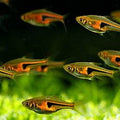 TRIGONOSTIGMA HENGELI