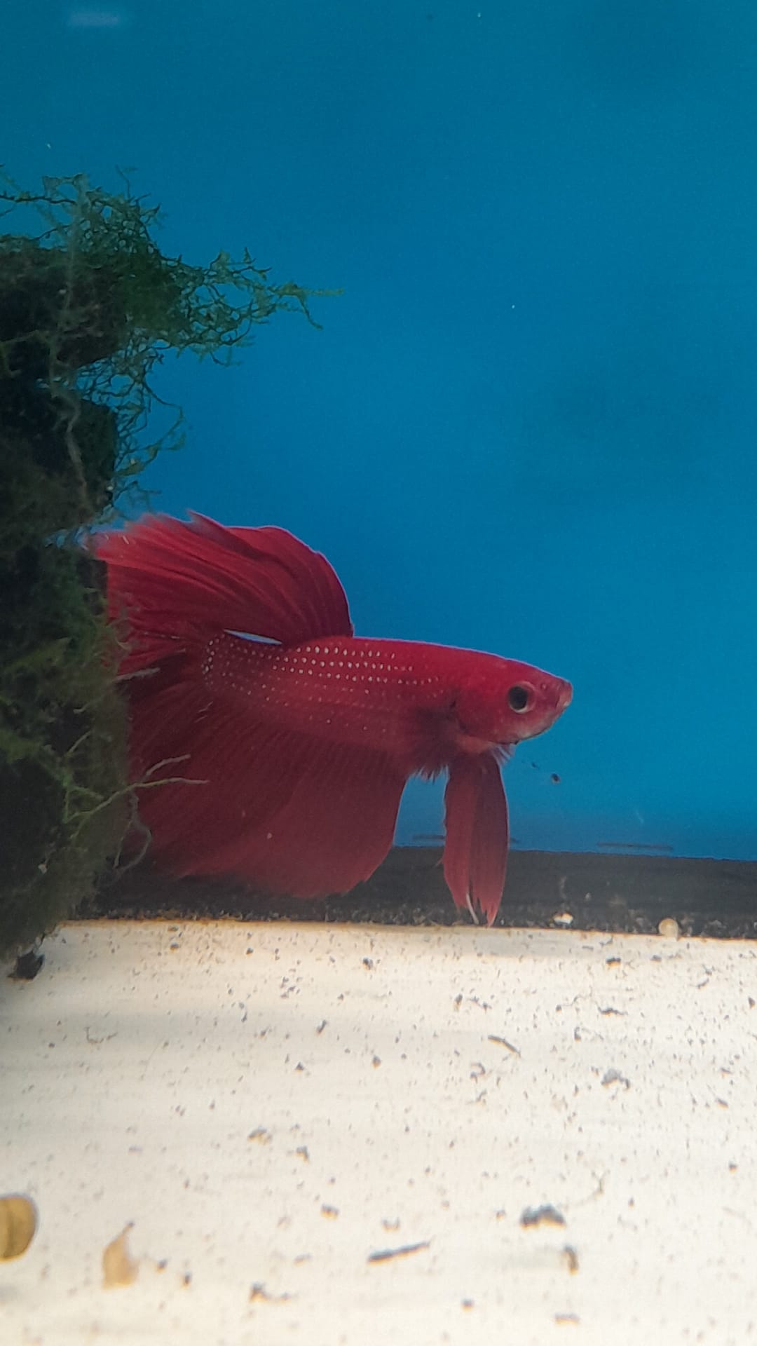 BETTA HALFMOON  #6