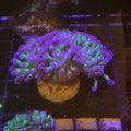 EUPHYLLIA PARAANCORA HOLOGRAM WYSIWYG