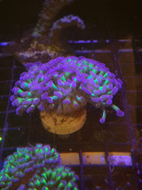 EUPHYLLIA PARAANCORA HOLOGRAM WYSIWYG