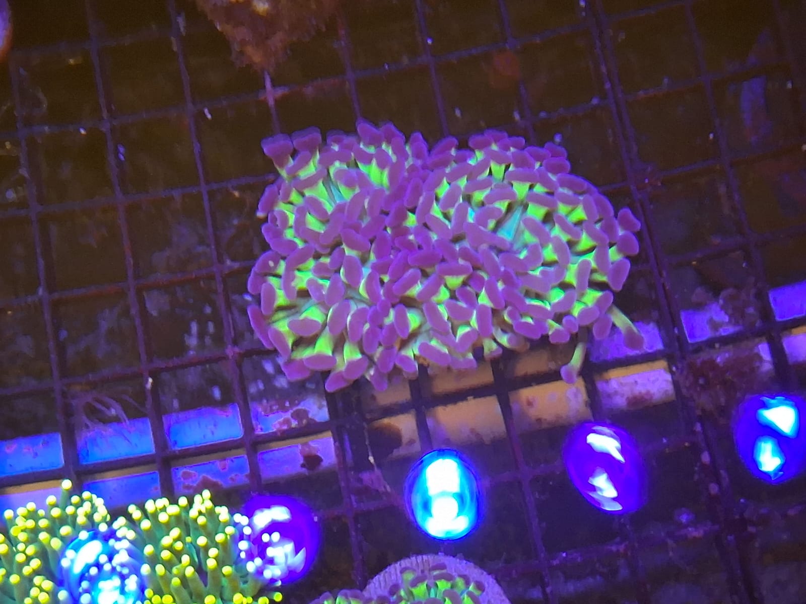 EUPHYLLIA PARAANCORA HOLOGRAM WYSIWYG