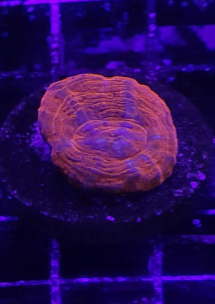 HOMOPHYLLIA AUSTRALIS FRAG