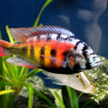 HAPLOCHROMIS CH 44