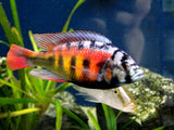 HAPLOCHROMIS CH 44