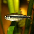HYPHESSOBRYCON HERBERTAXELRODY NEON NERO