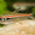 HYPHESSOBRYCON AMAPAENSIS