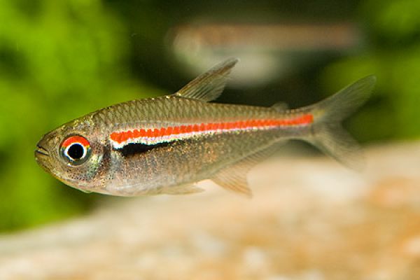 HYPHESSOBRYCON AMAPAENSIS