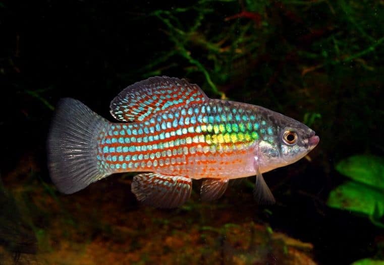 JORDANELLA FLORIDAE