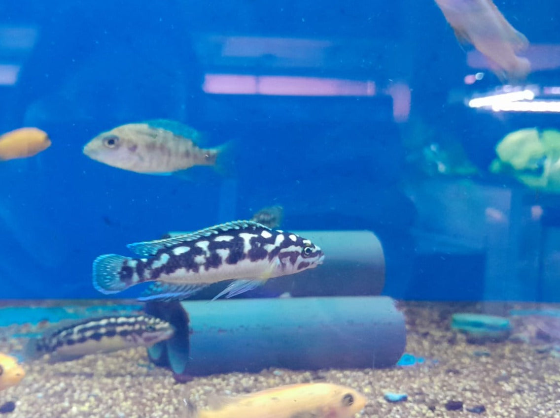 JULIDOCHROMIS TRANSCROTUS GOMBI