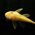 L144 ANCISTRUS LEMON