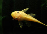 L144 ANCISTRUS LEMON