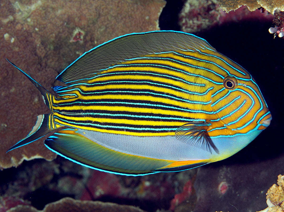 ACANTHURUS LINEATUS