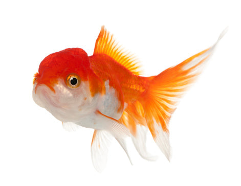 ORANDA LIONHEAD SMALL