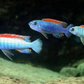 LABEOTROPHEUS TREWAVASAE