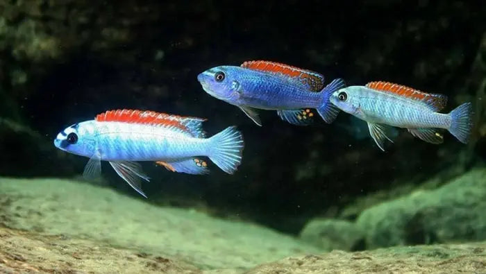 LABEOTROPHEUS TREWAVASAE