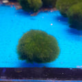 AQLAB - MARIMO CLADOPHORA ALGA A PALLA