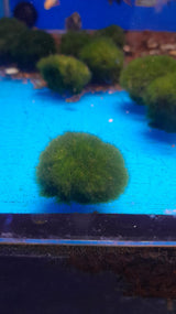 AQLAB - MARIMO CLADOPHORA ALGA A PALLA