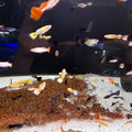 POECILIA RETICULATA GUPPY