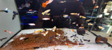 POECILIA RETICULATA GUPPY