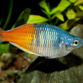 MELANOTENIA BOESMANI