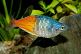 MELANOTENIA BOESMANI