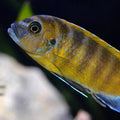 METRIACLIMA ZEBRA GOLD MUDOLA POINT