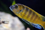 METRIACLIMA ZEBRA GOLD MUDOLA POINT