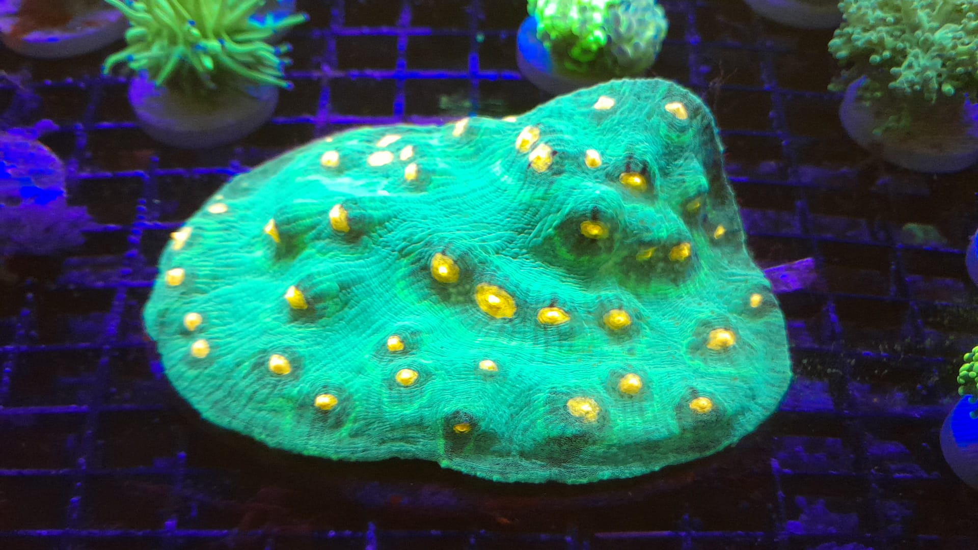 MYCEDIUM ELEPHANTOTUS