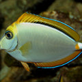 NASO LITURATUS