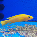 NEOLAMPROLOGUS LELEUPI 5CM