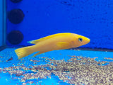 NEOLAMPROLOGUS LELEUPI 5CM
