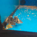 NOEVASPICULA DEPRESSIFRONS  3CM