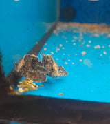 NOEVASPICULA DEPRESSIFRONS  3CM