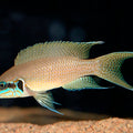 NEOLAMPROLOGUS BRICHARDI 4-5CM