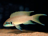 NEOLAMPROLOGUS BRICHARDI 4-5CM