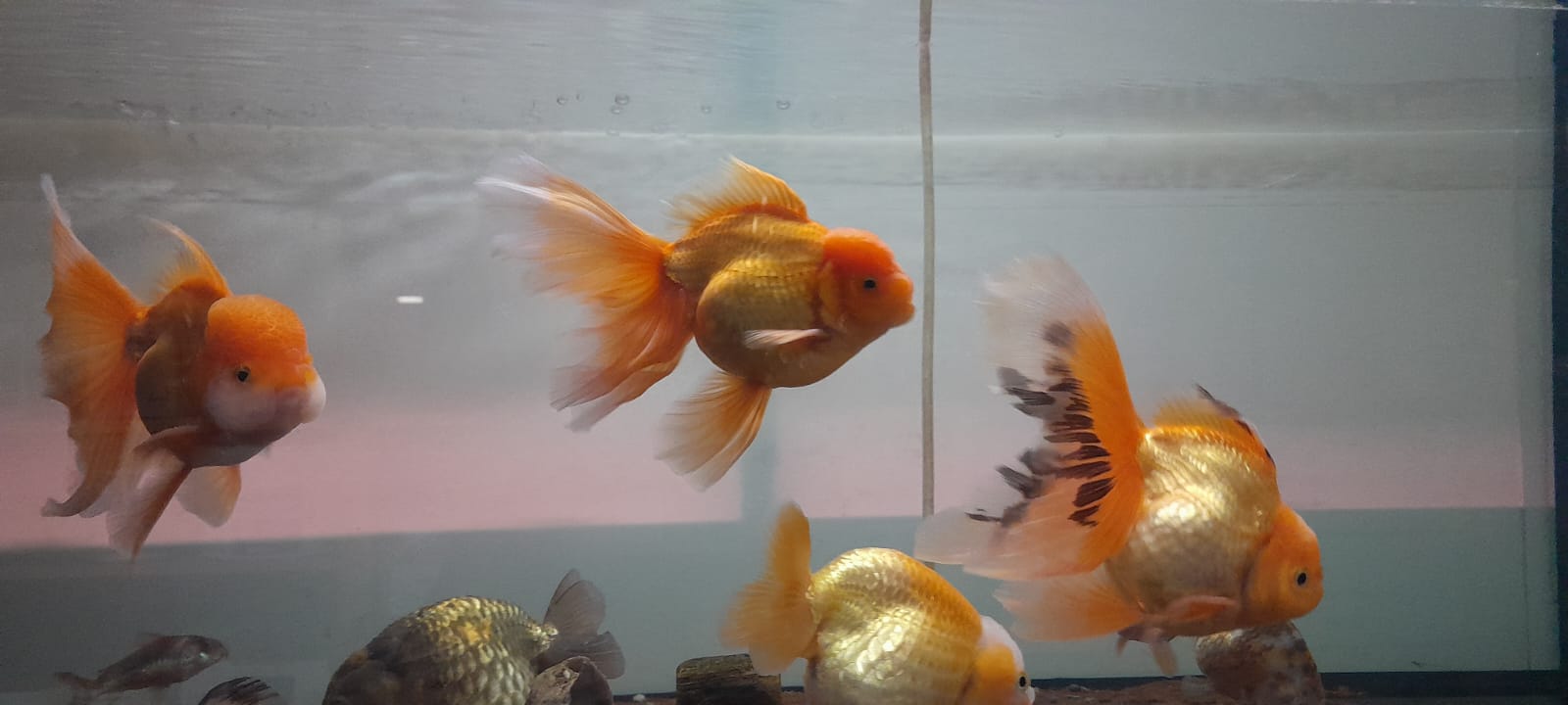 ORANDA THAI 18cm