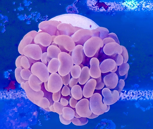 EUPHYLLIA PARAANCORA ORANGE PINK