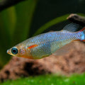 ORYZIAS WOWORAE