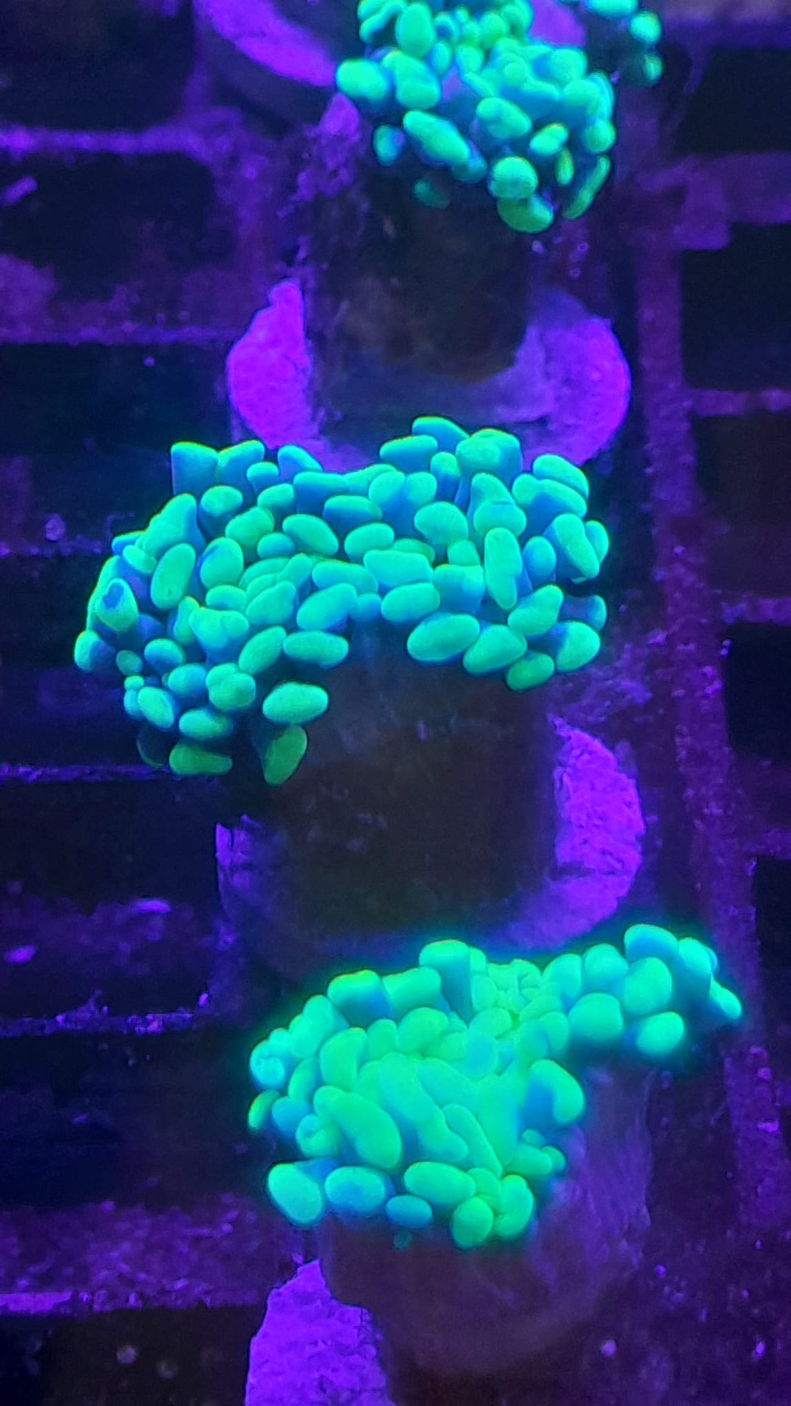 EUPHYLLIA PARAANCORA PREZZO A CALICE