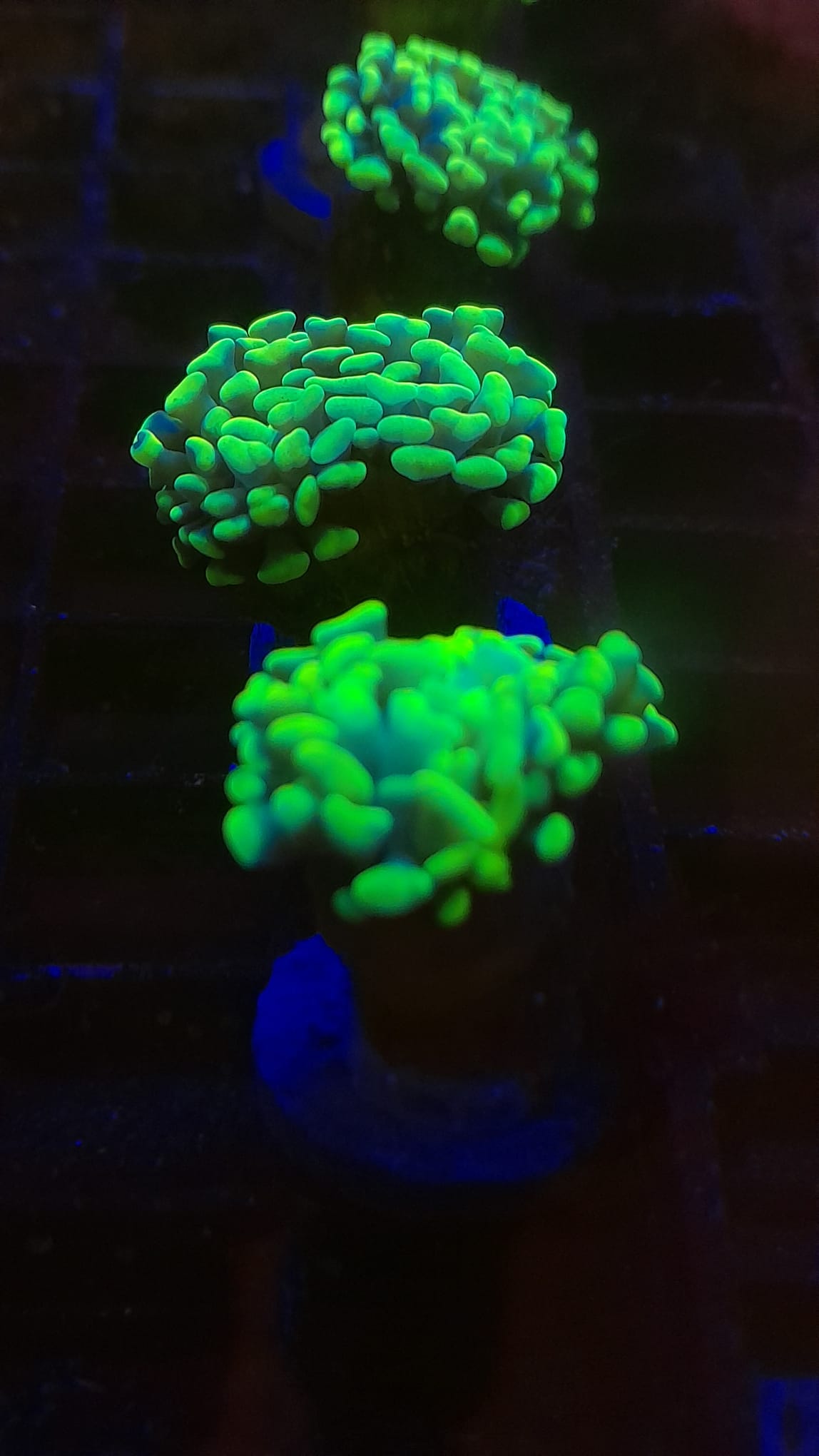 EUPHYLLIA PARAANCORA PREZZO A CALICE