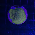 PAVONA MALDIVENSIS