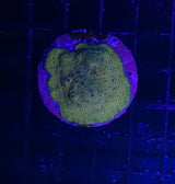 PAVONA MALDIVENSIS