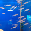 HEMIGRAMMUS RHODOSTOMUS