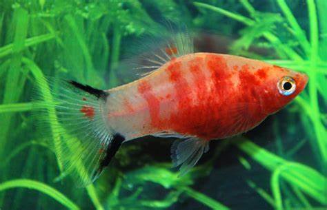 PLATY BLOOD HEART