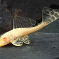 PTERYGOPLICHTHYS GIBBICEPS