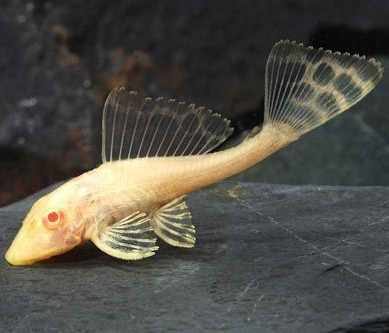 PTERYGOPLICHTHYS GIBBICEPS