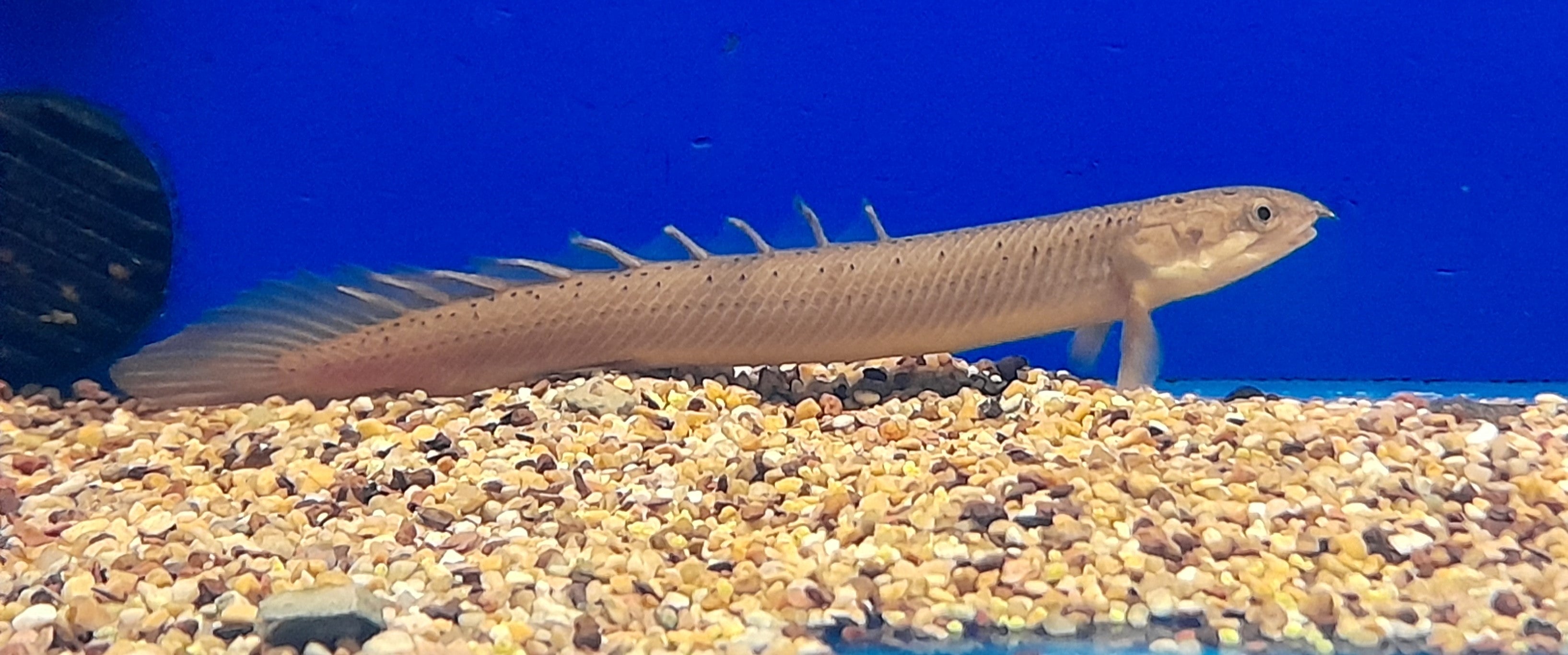 POLYPTERUS SP.